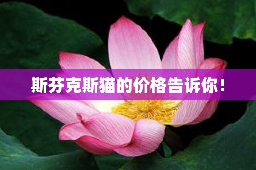 斯芬克斯猫的价格告诉你！