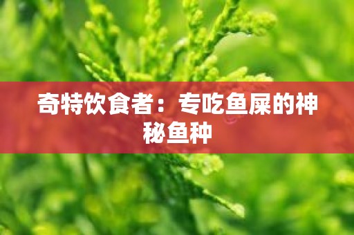 奇特饮食者：专吃鱼屎的神秘鱼种