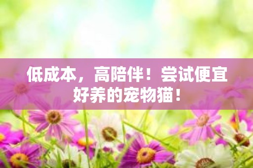 低成本，高陪伴！尝试便宜好养的宠物猫！