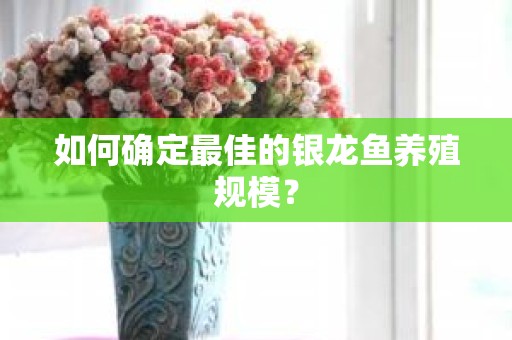 如何确定最佳的银龙鱼养殖规模？