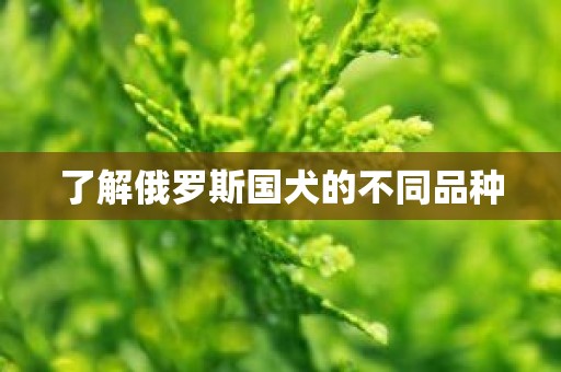 了解俄罗斯国犬的不同品种