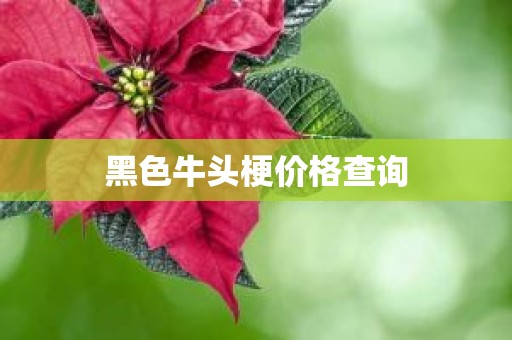 黑色牛头梗价格查询