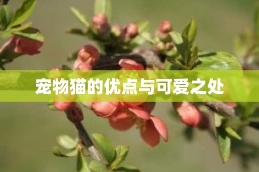 宠物猫的优点与可爱之处