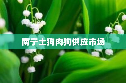 南宁土狗肉狗供应市场