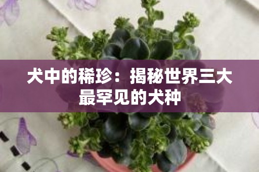 犬中的稀珍：揭秘世界三大最罕见的犬种