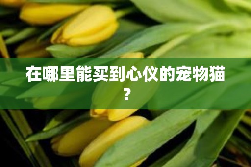 在哪里能买到心仪的宠物猫？