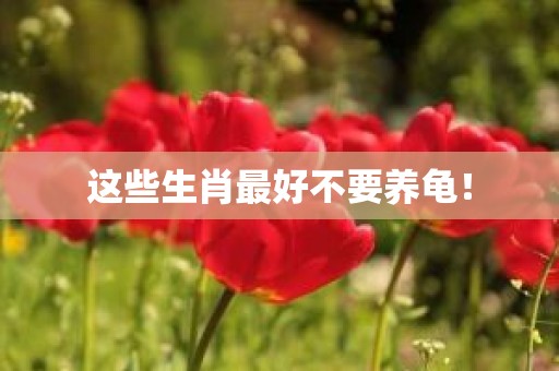 这些生肖最好不要养龟！