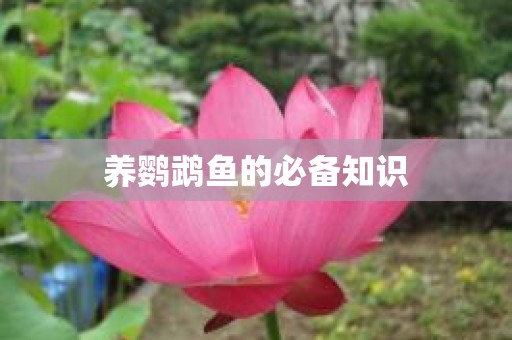 养鹦鹉鱼的必备知识