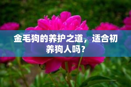 金毛狗的养护之道，适合初养狗人吗？