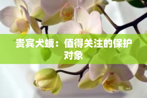 贵宾犬蛾：值得关注的保护对象