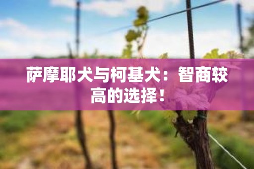 萨摩耶犬与柯基犬：智商较高的选择！