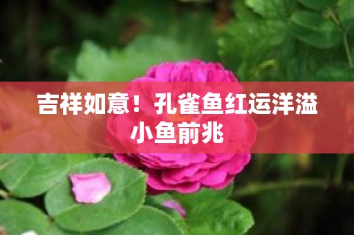 吉祥如意！孔雀鱼红运洋溢小鱼前兆
