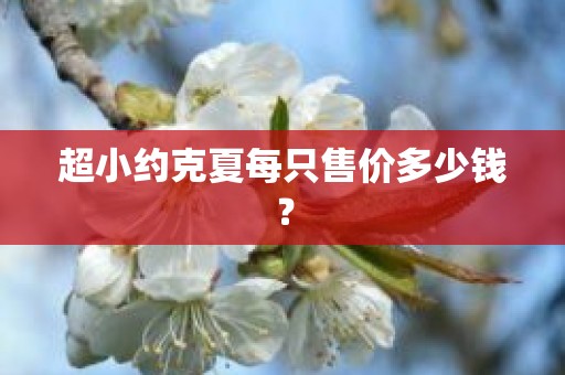 超小约克夏每只售价多少钱？