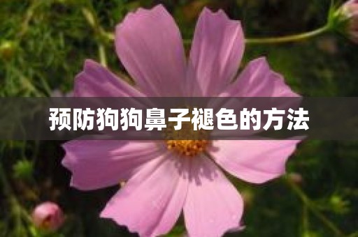 预防狗狗鼻子褪色的方法