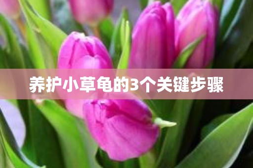 养护小草龟的3个关键步骤