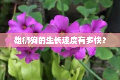 雄狮狗的生长速度有多快？