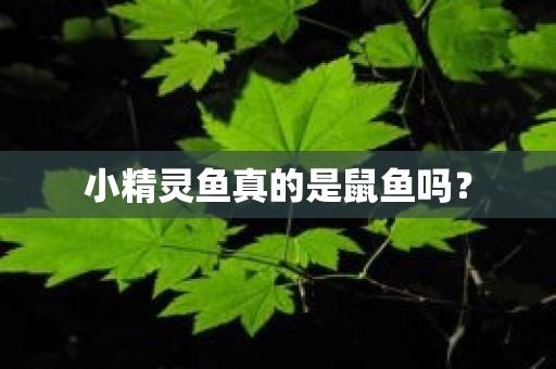 小精灵鱼真的是鼠鱼吗？