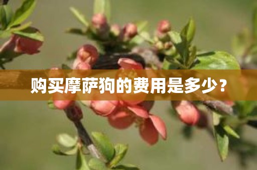 购买摩萨狗的费用是多少？