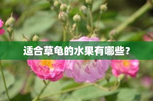 适合草龟的水果有哪些？