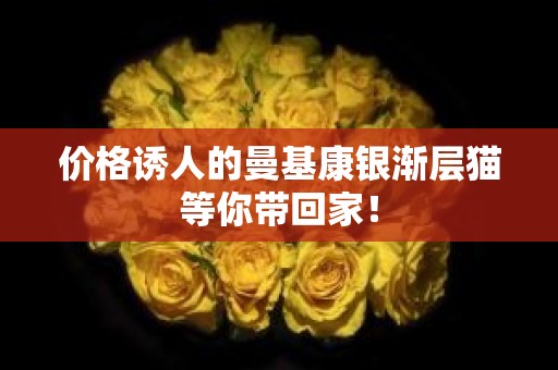 价格诱人的曼基康银渐层猫等你带回家！