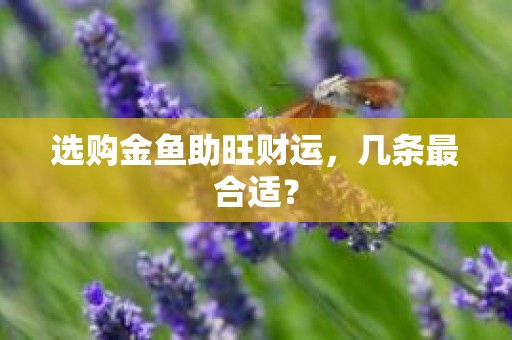 选购金鱼助旺财运，几条最合适？