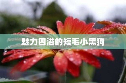 魅力四溢的短毛小黑狗
