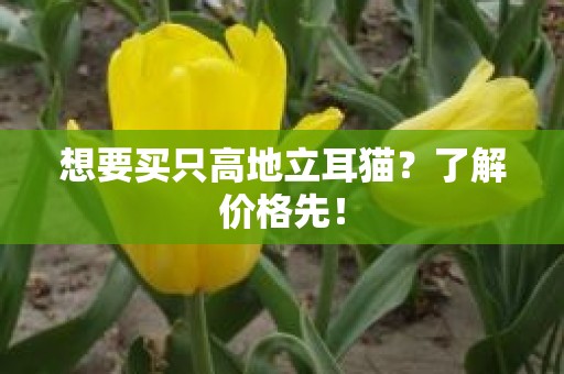 想要买只高地立耳猫？了解价格先！