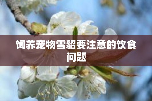 饲养宠物雪貂要注意的饮食问题