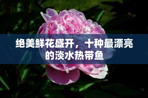 绝美鲜花盛开，十种最漂亮的淡水热带鱼