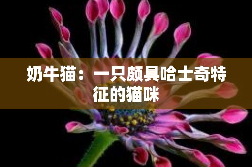 奶牛猫：一只颇具哈士奇特征的猫咪