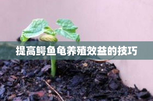 提高鳄鱼龟养殖效益的技巧