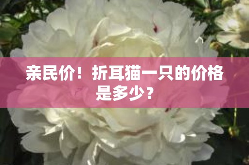 亲民价！折耳猫一只的价格是多少？