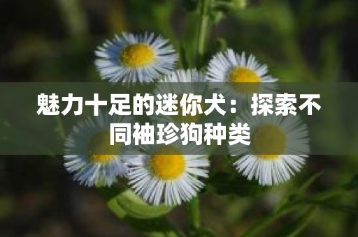 魅力十足的迷你犬：探索不同袖珍狗种类