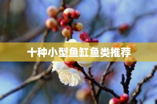 十种小型鱼缸鱼类推荐