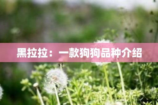 黑拉拉：一款狗狗品种介绍