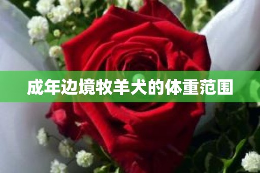 成年边境牧羊犬的体重范围