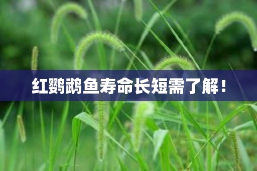红鹦鹉鱼寿命长短需了解！