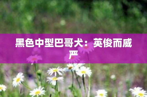 黑色中型巴哥犬：英俊而威严