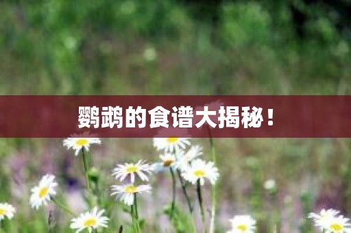 鹦鹉的食谱大揭秘！