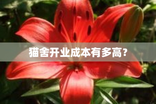 猫舍开业成本有多高？