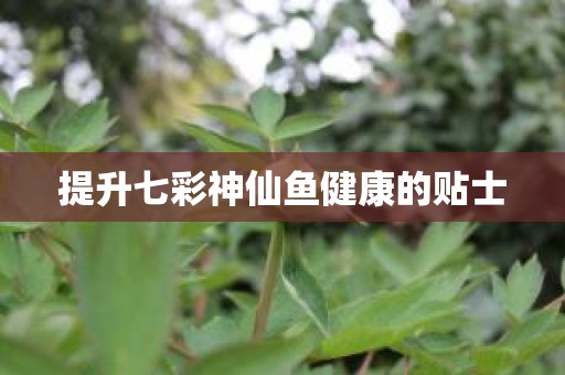 提升七彩神仙鱼健康的贴士