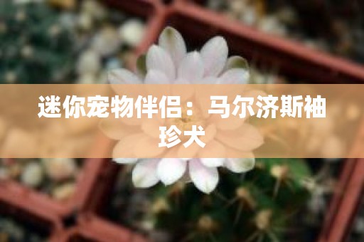 迷你宠物伴侣：马尔济斯袖珍犬