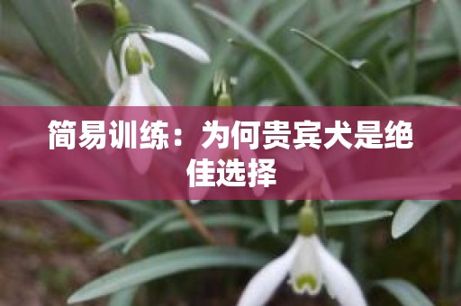 简易训练：为何贵宾犬是绝佳选择