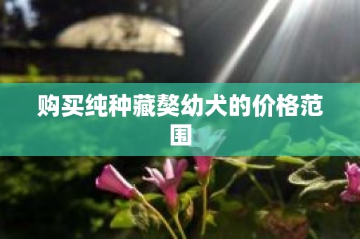 购买纯种藏獒幼犬的价格范围