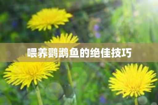 喂养鹦鹉鱼的绝佳技巧