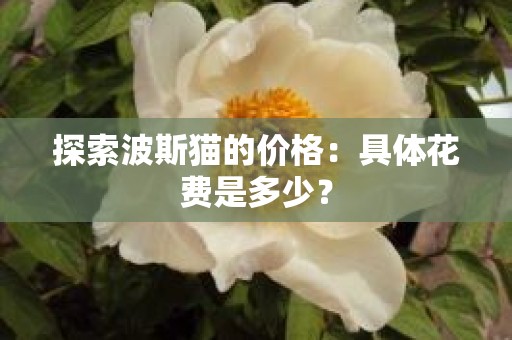 探索波斯猫的价格：具体花费是多少？