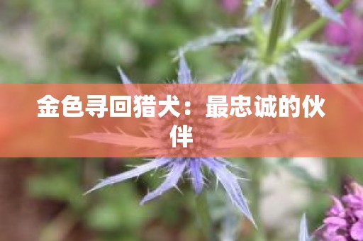 金色寻回猎犬：最忠诚的伙伴