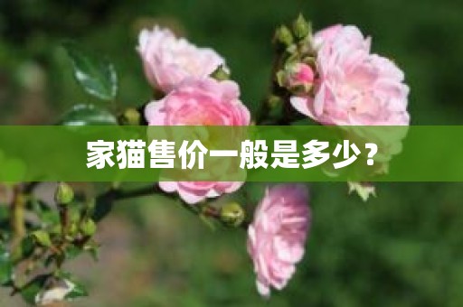 家猫售价一般是多少？