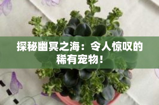 探秘幽冥之海：令人惊叹的稀有宠物！