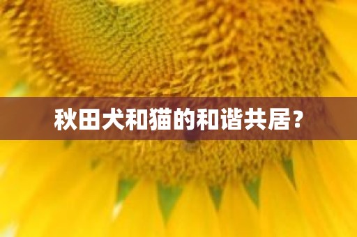 秋田犬和猫的和谐共居？